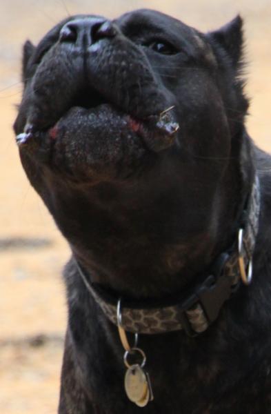 HEADS UP: Aggressive Cane Corso on View St & Columbia Ave | Bhubble